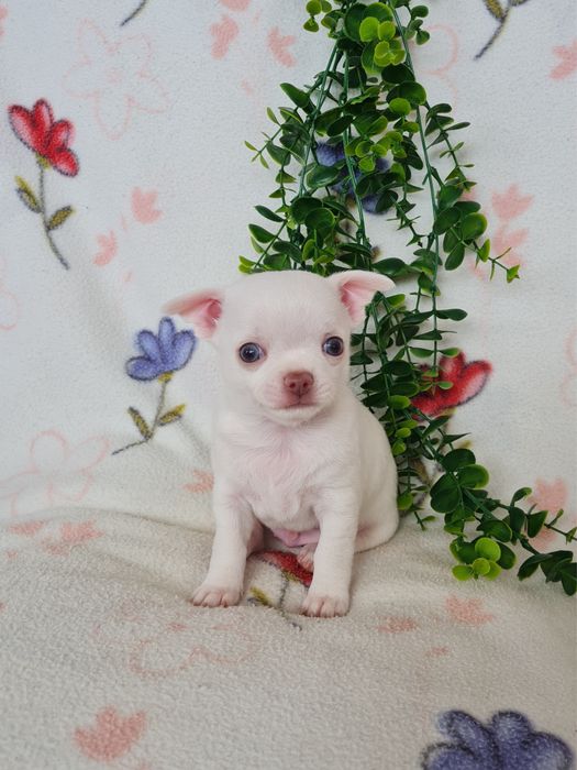 Excecional menino mini Chihuahua/Chiuaua,Qualidade, LinhagemRussa