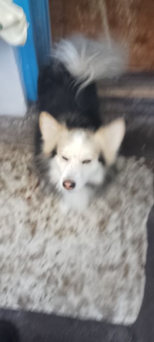 Песик Дік хатній красунчик, дуже розумний