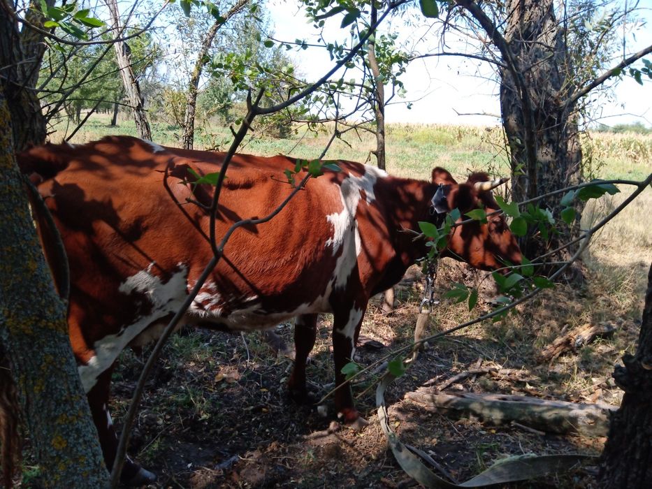 Продам срочно корову голштин