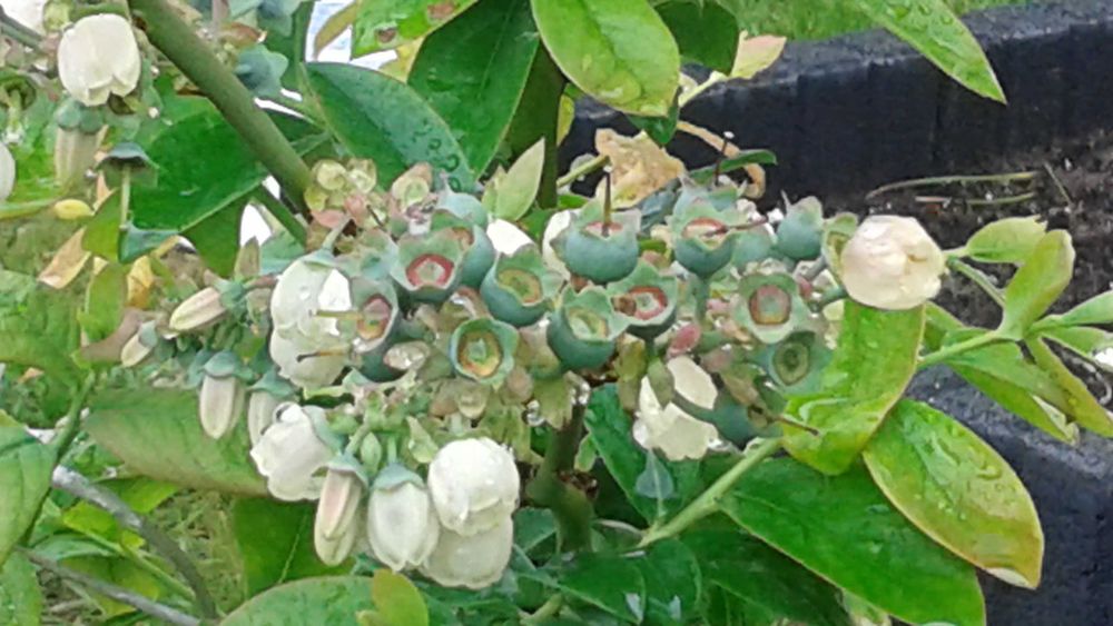 Rozkrzewione i Owocodajne Krzewy Borówki Amerykańskiej