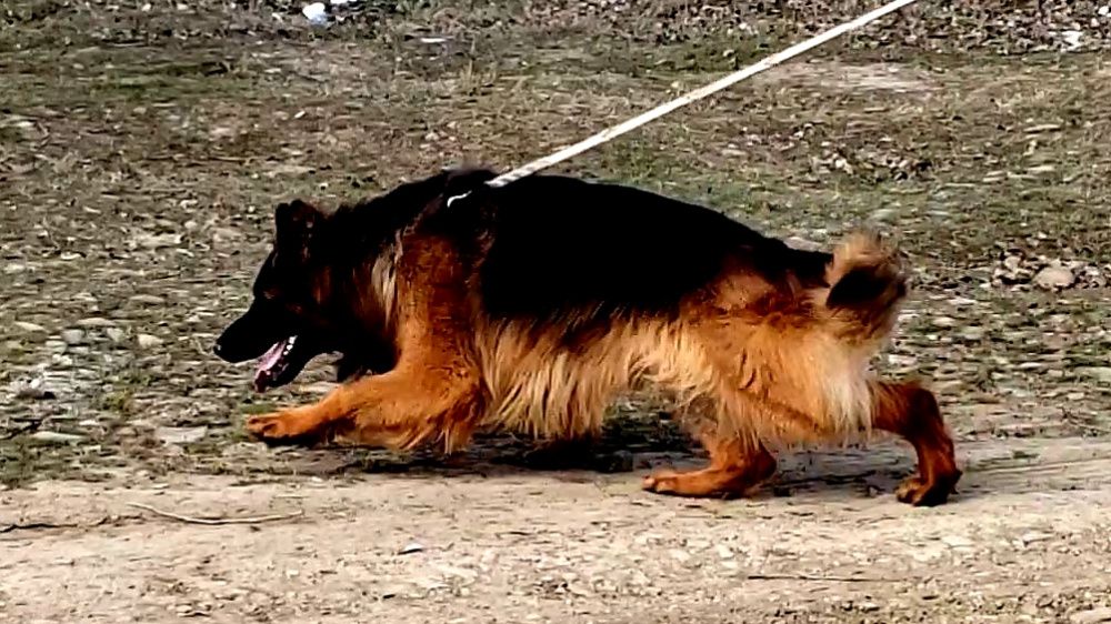 В'язка довгошерстної німецької вічарки!