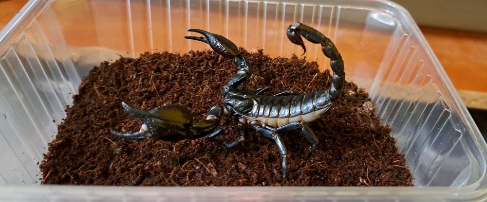 Skorpion Heterometrus silenus i3