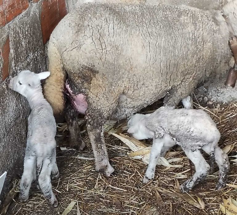 Casal de ovelhas + 2 crias