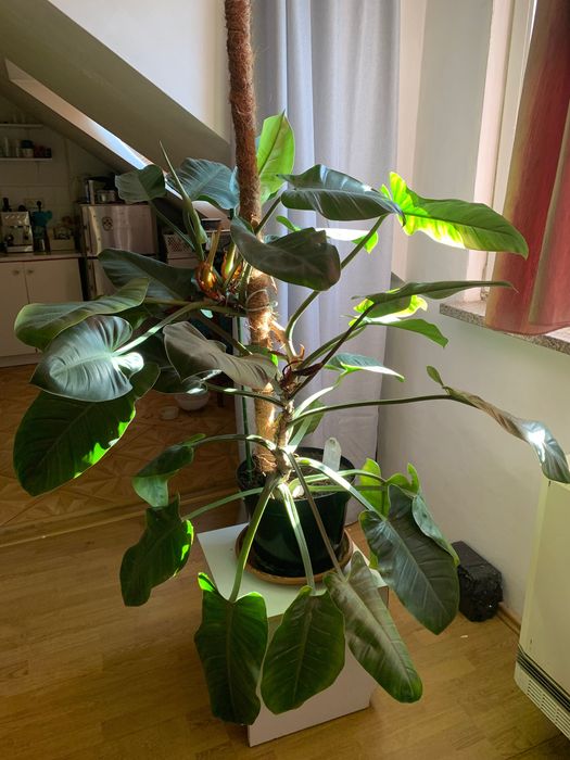 Duży filodendron na paliku, często kwitnie