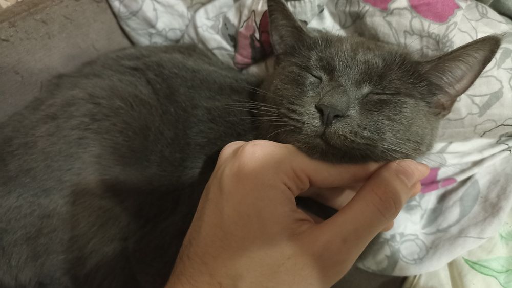 Отдам кошку в добрые руки