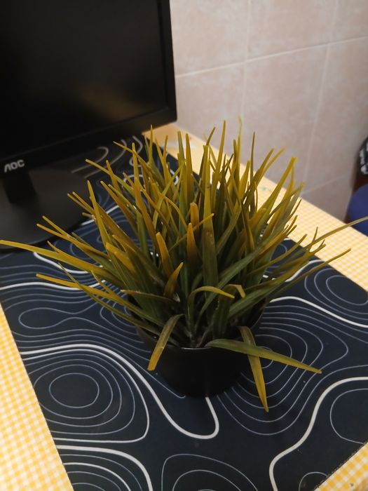 Planta de decoração