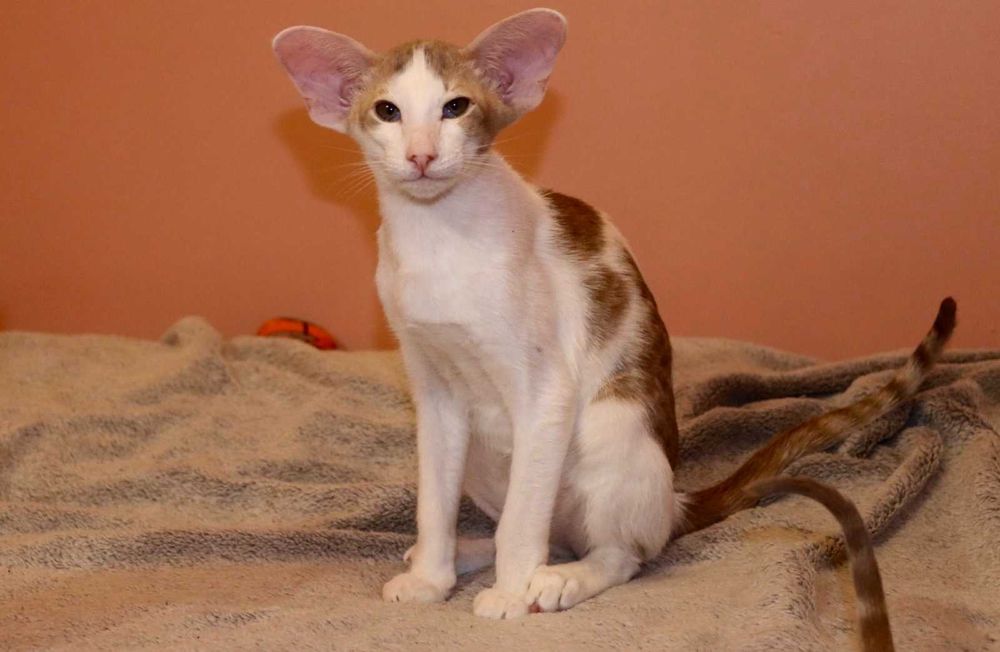 Сіамо Орієнтальна група хлопчик Янкі