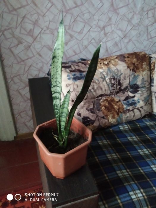 Продам рослину Тещин язик