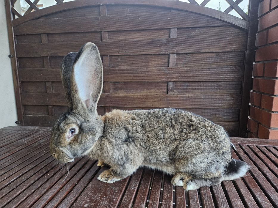Królik olbrzym belgijski, BOS szary