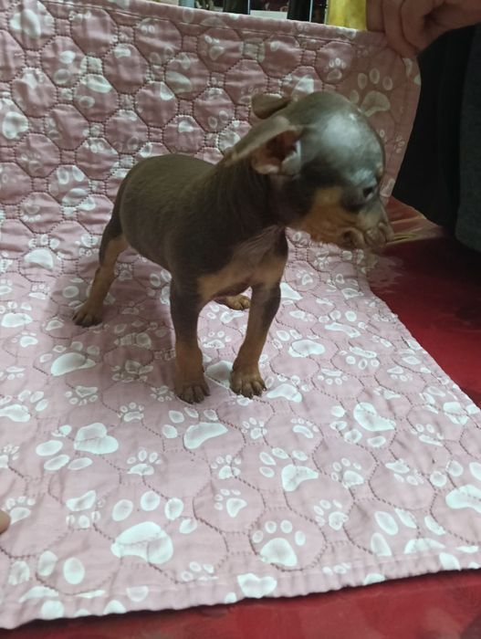 Pinscher macho miniatura