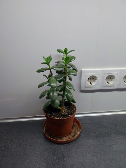 Денежное дерево(толстяка)