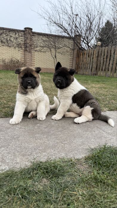 Американська акіта