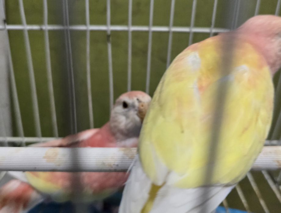 Brukes cor rosa mutações