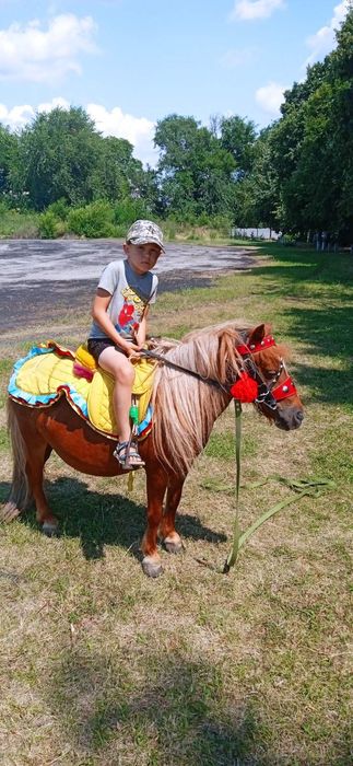 Продам шотландский пони