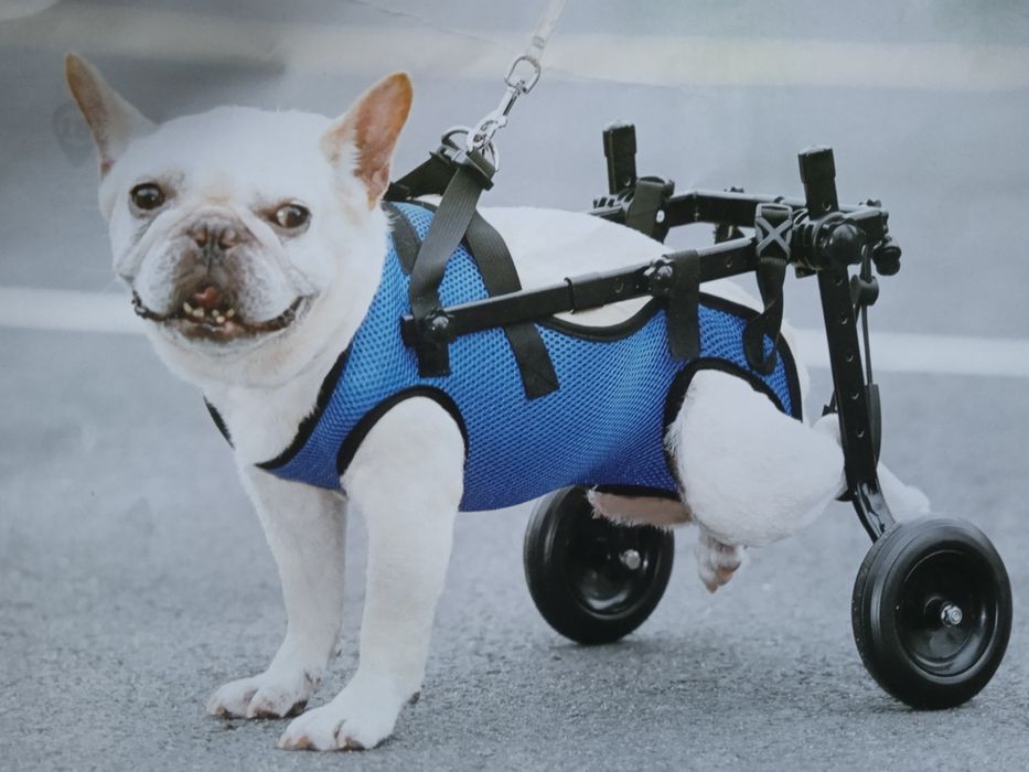 Інвалідний візок для маленьких собак