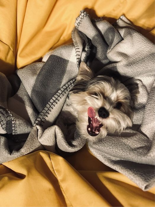 Бівер йорк хлопчик, вязка.