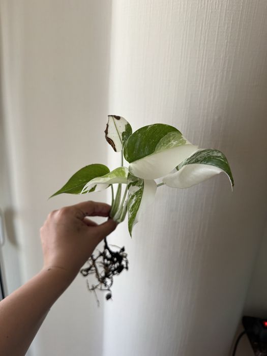 Монстера Альба Variegata