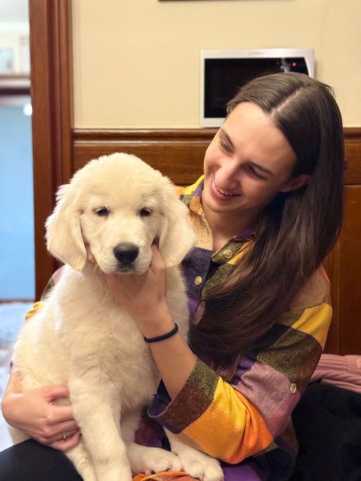 Piesek Golden Retriever ZKwP FCI