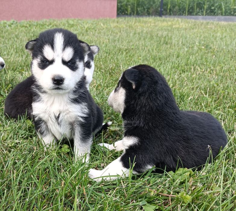 Suczka  Siberian husky z elitarnym rodowodem