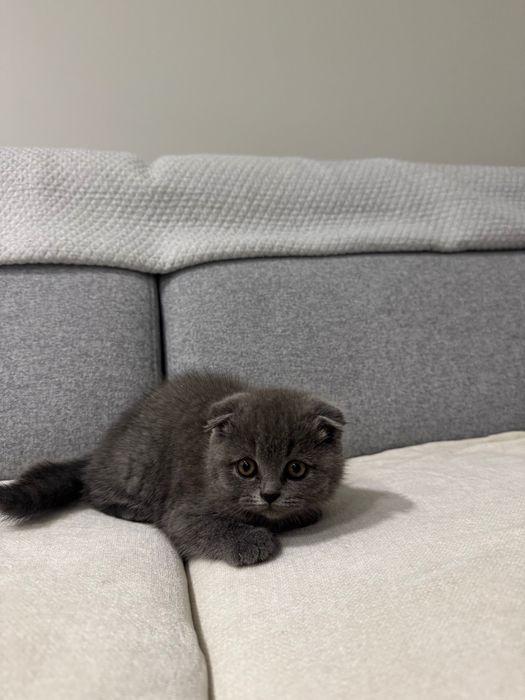 Gatinha Scottish Fold