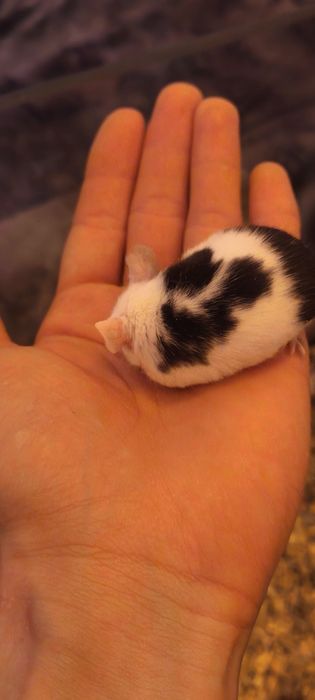 Myszki domowe młode mają 5 tyg