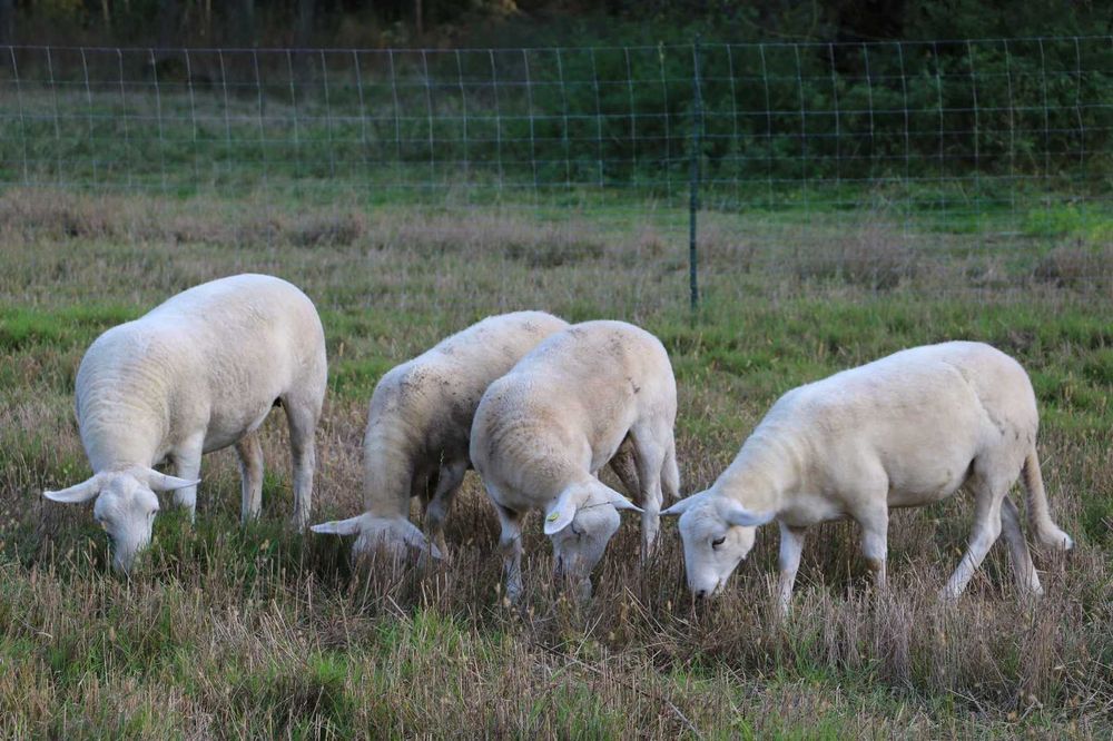 Овци Nolana на продаж