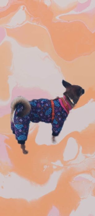 Одежда для собак