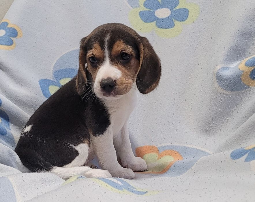 Beagle tricolor femea