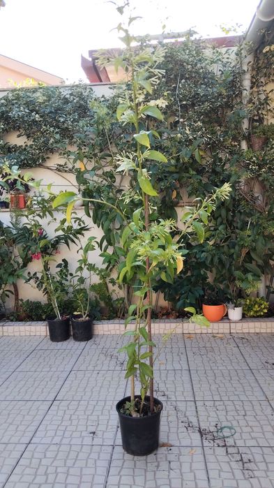 Planta Dama da noite perfumada (cestrum)