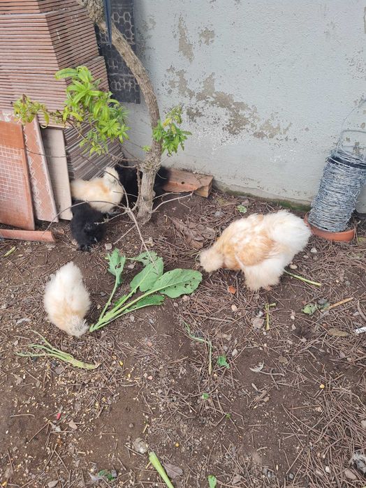 Ovos Sedosas do Japao Barbudas