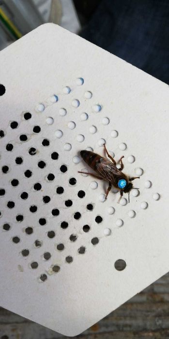 matki pszczele NU (jednodniówki)