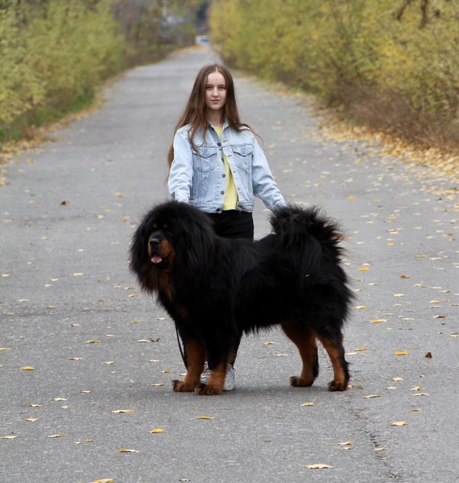 Вязка, кобель, тибетский мастиф