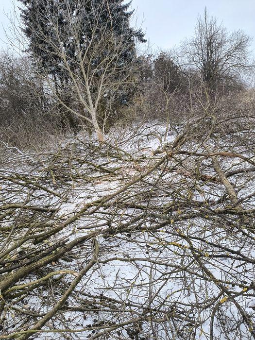 Sprzedam drewno z wycinki