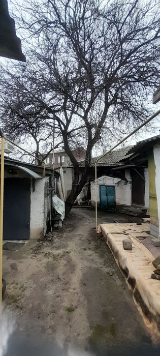 Абрикоса даром под самоспил