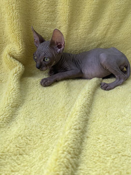 Пупс сфінкс Красунчик Рокі