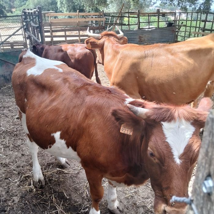 vacas cruzadas de limousine