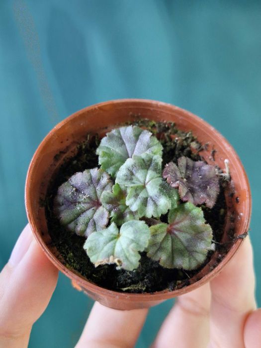 Рослини кімнатні для кашпо