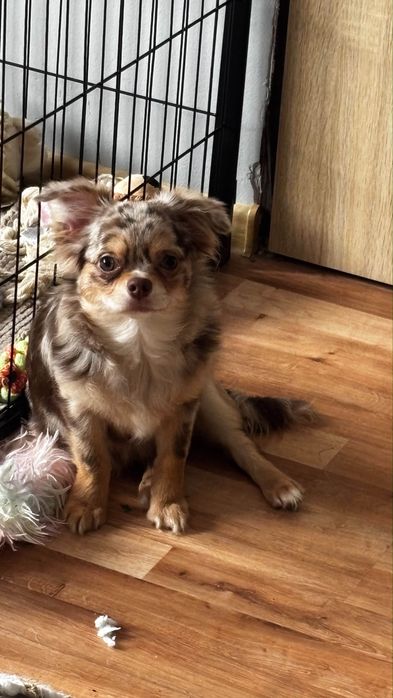 Chihuahua choco merle samiec