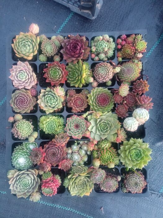 30 різних видів молодила за 500 грн