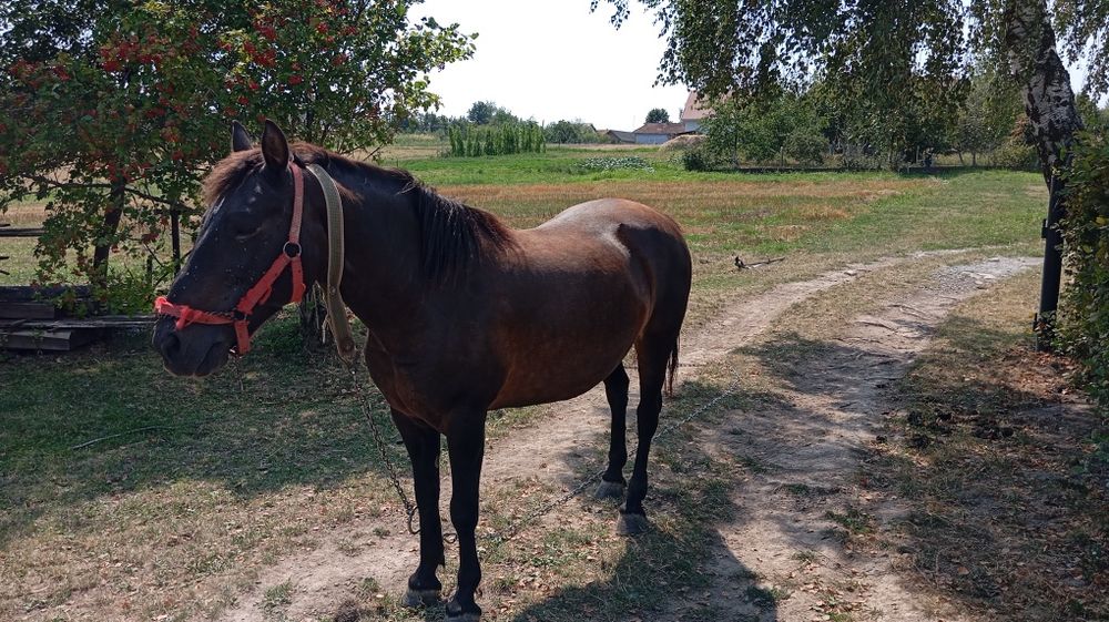 продається кобила