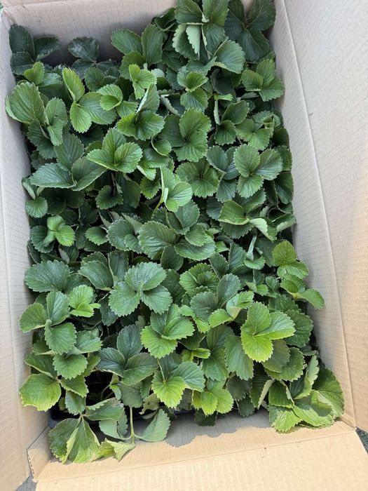 Копанка полуниці'касета'розсада