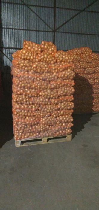 Cebula Centro sprzedam