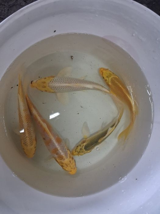 Karp koi karaś złota orfa