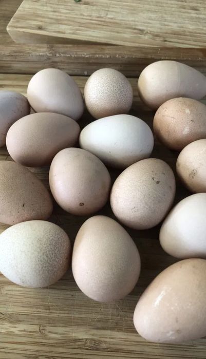 Ovos de Fraca galados