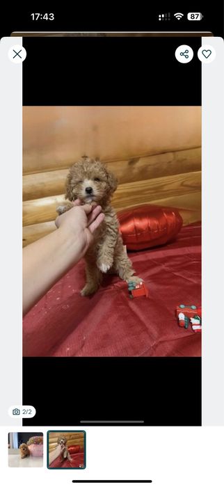 ‼️ .Мальтипу ф1 міні донечкu+ карамель red brown . з чіпoм