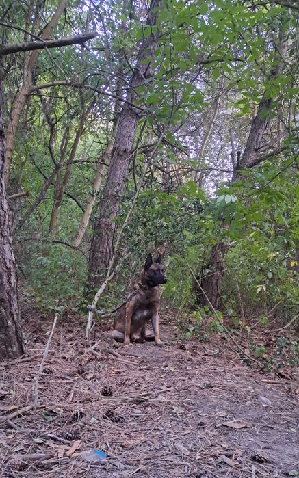 Каб'єль на в'язку