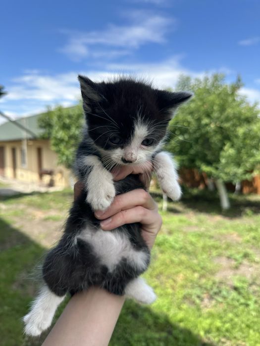 Котики в добрі руки