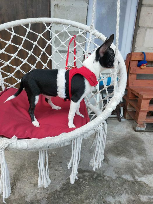 Piesek chihuahua  okolice Warszawy