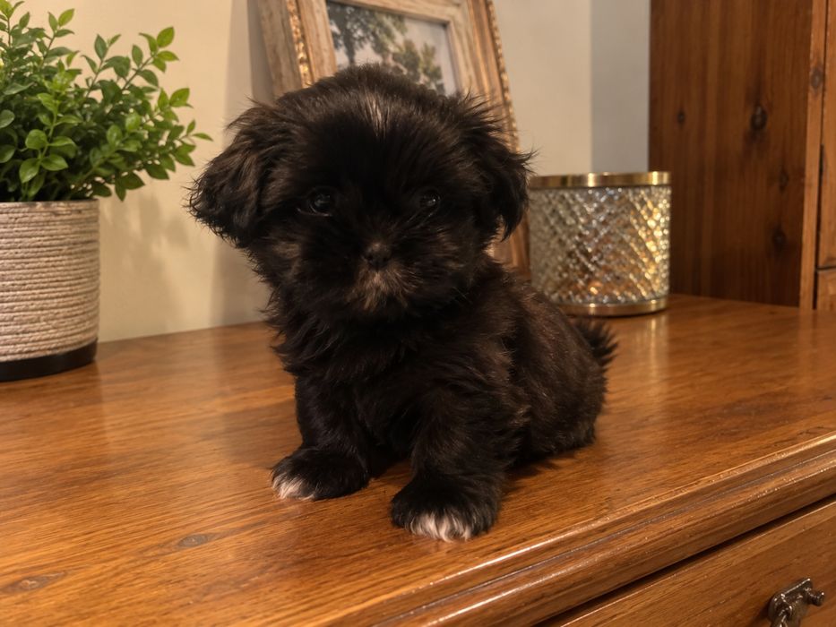 Urocza suczka shih-tzu