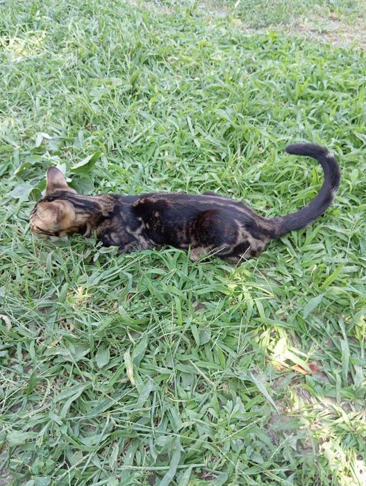 Бенгальские котята бенгалы кошки